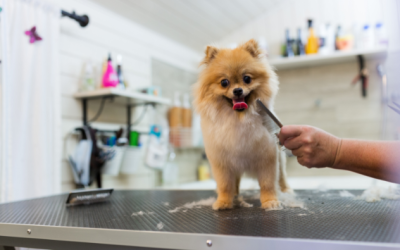 La Toelettatura del Cane: Non Solo Una Questione di Bellezza