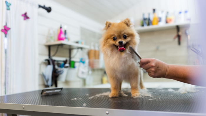 La Toelettatura del Cane: Non Solo Una Questione di Bellezza