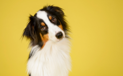 Decifrare i Segnali del Tuo Cane: Comunicazione oltre le Parole