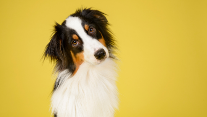 Decifrare i Segnali del Tuo Cane: Comunicazione oltre le Parole