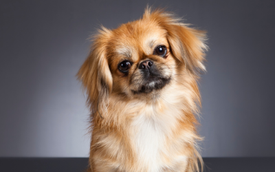 Toelettatura Pet: Tra Bellezza e Salute