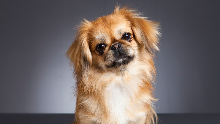 Toelettatura Pet: Tra Bellezza e Salute
